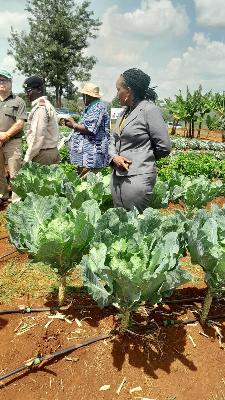 Farmers and partners inspecting a thriving vegetable crop during a farm visit