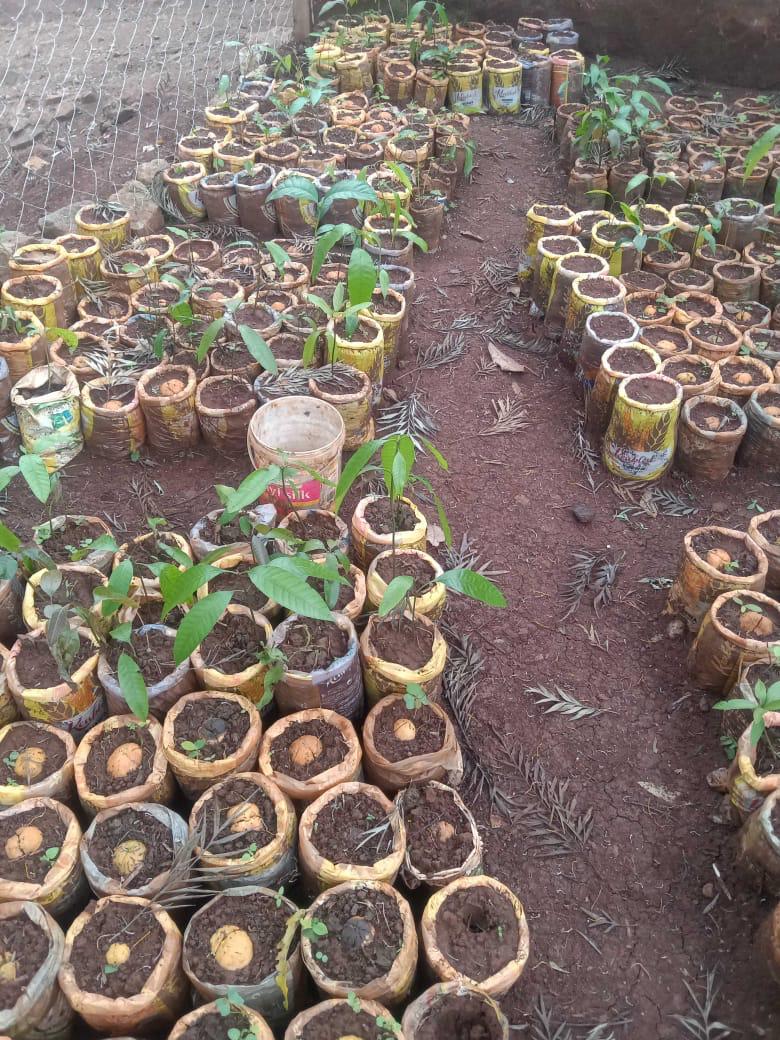 Tree seedlings raised in reused containers at a community nursery